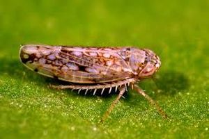 uploads/images/pest/brinjal bleaf hopper.jpg